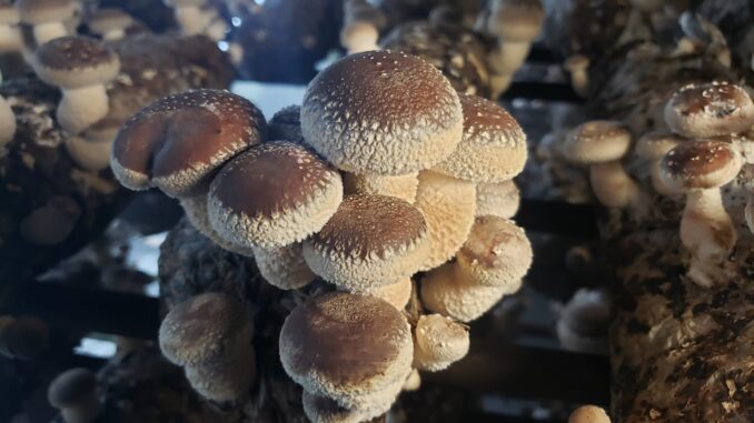 Organic Shiitake Mushroom